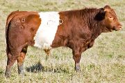 Paparazzi - BueLingo Bull