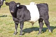 v_5935_s.jpg - Smoke'N Mandy x Dip Stick - 2009 Bull