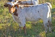 Teu Precious Teu Mark - Markster x Drag Iron - 2009 Calf - v_5978