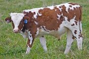 Bowl Draft Calf 2009 - Bowl Draft x Tempter - 2009 Bull Calf - v_5998