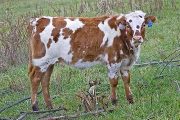 Tempting Lady - Center Win x Tempter - 2009 Heifer - v_6002