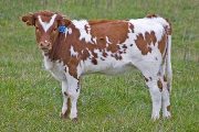 Raffle Winner - Unrafable x Win Win - 2009 Heifer - v_6003