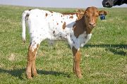 Dancer Calf 2010 - Dancer x Juma - 2010 Bull Calf - w_0840
