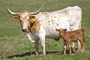 Texas Longhorn Pair - Tri-W 698's Texas Star - Photo Number: w_0849.jpg