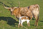 Texas Longhorn Pair - Tundra - Photo Number: w_0951.jpg