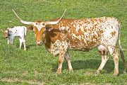 Texas Longhorn Pair - Celestina - Photo Number: w_1039.jpg