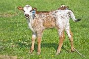 Annie Calf 2010 - Annie x Drag Iron - 2010 Heifer - w_1077
