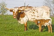 Texas Longhorn Pair - Hay Wire - Photo Number: w_1139.jpg