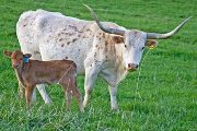 Texas Longhorn Pair - Furman - Photo Number: w_1157.jpg