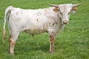 Texas Longhorn Exhibition_Steer - 2 Far 2 Fast x Shy Streaker Steer - Photo Number: w_1197.jpg