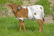 Unkrinkle Calf 2010 - Unkrinkle x Killian - 2010 Bull - w_1205