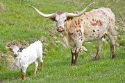 Texas Longhorn Pair - Toy Spur - Photo Number: w_1206.jpg
