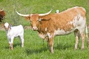 Texas Longhorn Pair - Winning Doll - Photo Number: w_1221.jpg