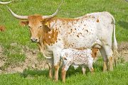 Texas Longhorn Pair - Barb of Texas - Photo Number: w_1223.jpg