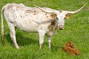 Texas Longhorn Pair - Far Fetched - Photo Number: w_1228.jpg