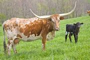 Texas Longhorn Pair - Unblinking - Photo Number: w_1235.jpg