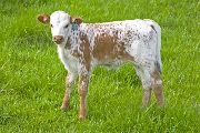 w_1236_s.jpg - Mark Maker x Victory Lap - 2010 Heifer
