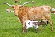 Texas Longhorn Pair - Toccata - Photo Number: w_1239.jpg