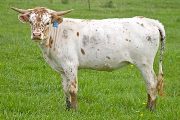 w_1285_s.jpg - Sought Out x Juma - 2009 Heifer