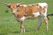 Powhatan Sky - Powhatan x Winning Sky - 22009 Heifer - w_1426