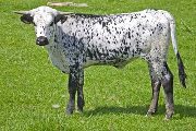 Jasmine Rose - Kookachoo x Over Kill - 2009 Heifer - w_1446