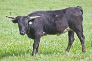Tempt de Loof - Theme de Loof x Tempter - 2009 Heifer - w_1478