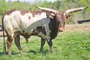 Woocha - WWAFP2745 - w_1595