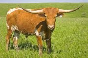 Texas Longhorn Exhibition_Steer - Alani x Shy Streaker Steer - Photo Number: w_1610.jpg