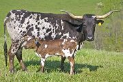 Texas Longhorn Pair - Phantom Adrena - Photo Number: w_1622.jpg