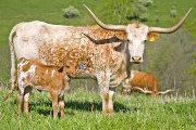Texas Longhorn Pair - Gleamizm - Photo Number: w_1626.jpg
