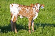 Burnt Cactus Calf 2010 - Burnt Cactus x Chosen Victor - 2010 Heifer - w_1707
