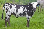 Noble Attempt - Tempt You x Noble Knight - 2009 Heifer - w_1756