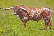 Texas Longhorn