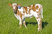 Tyco Super Calf 2010 - Tyco Super x Chosen Victor - 2010 Heifer - w_1979