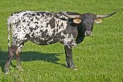 Rani - I-251337 - w_1983
