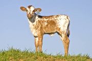Burnt Cactus Calf 2010 - Burnt Cactus x Chosen Victor - 2010 Heifer - w_1990