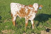 Win Zone Calf 2010 - Win Zone x Noble Knight - 2010 Bull - w_1992