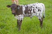 Over Shadowed Calf 2010 - Over Shadowed x Victory Lap - 2010 Bull - w_2062