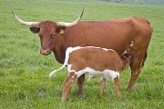 Texas Longhorn Pair - Oklahoma City Doll - Photo Number: w_2065.jpg