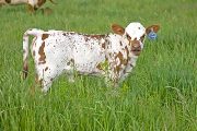 Leggy Looker Calf 2010 - Leggy Looker x Tempter - 2010 Heifer - w_2076