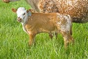 Crown Jewel Calf 2010 - Beyond Duty x Drag Iron - 2010 Bull - w_2077