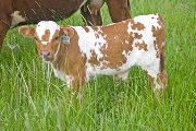 Sena Allana Calf 2010 - Sena Allana x Tempter - 2010 Bull - w_2089