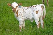 Yea! Victory Calf 2010 - Yea! Victory x Tempter - 2010 Heifer - w_2095