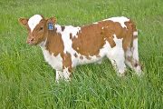 Super Blade Calf 2010 - Super Blade x Winning Sky - 2010 Heifer - w_2096