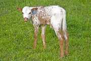 Field of Pearls Calf 2010 - Field of Pearls x Juma - 2010 Bull - w_2099