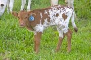 Valdosta Calf 2010 - Valdosta x Drag Iron - 2010 Heifer - w_2103