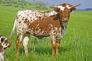 Tempestuous - Win High x Tempter - 2009 Heifer - w_2112