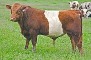 w_2194_s.jpg - Finular x Dip Stick - 2009 Bull