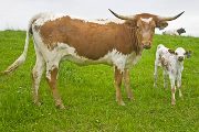 Texas Longhorn Pair - Abra Orator - Photo Number: w_2216.jpg