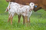 Tembel Calf 2010 - Tembel x Chosen Victory - 2010 Heifer - w_2219
